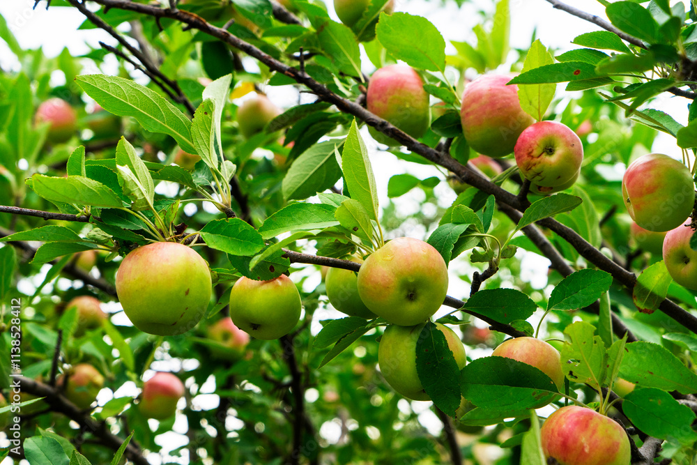 red, green, sweet ripe apples hanging on trees in the garden . The concept of healthy eating. red, green, sweet ripe apples hanging on trees in the garden . The concept of healthy eating.