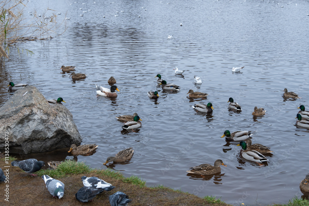 Fototapeta premium Domestic duck and group of mallard ducks swim in pond in city park. Behaviour of birds anas platyrhynchos in wildlife. Free water bird anas boschas domestica in habitat. Friends wild and domestic duck