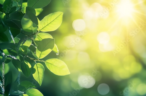Sunlit Green Leaves Bask In...