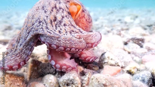 octopus close up  underwater crowling and starts to swim in blue water with fish around