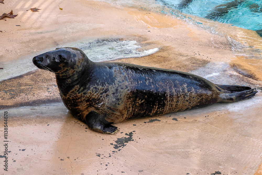 Obraz premium Grey seal close to human being inspected