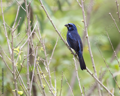 🇧🇷: azulão
🇬🇧: Ultramarine Grosbeak
🔬: Cyanoloxia brissonii