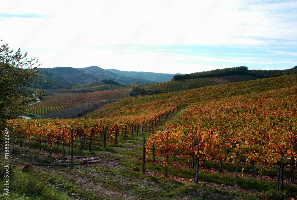 Naklejka premium ItalianVineyard2.jpg