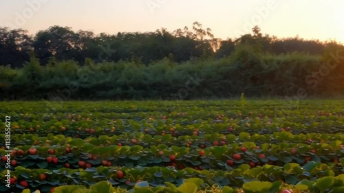 A serene strawberry field glowing under the warm hues of a setting sun, captured in a seamless 4K animated time-lapse.
 photo