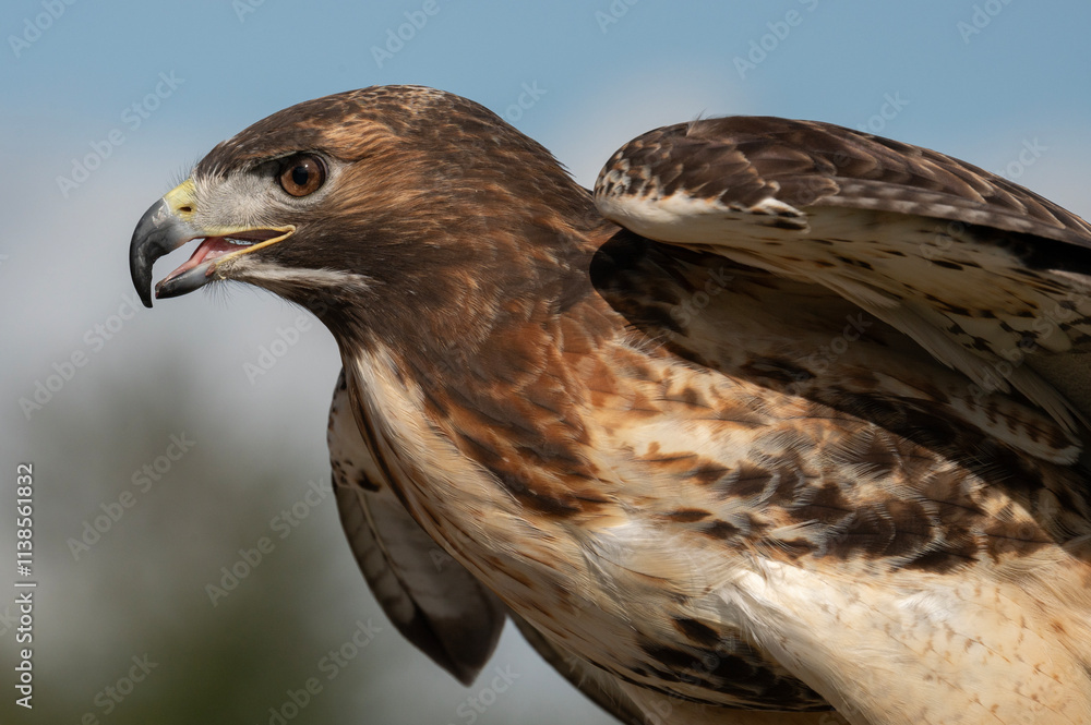Fototapeta premium Red Tailed Hawk with wings out