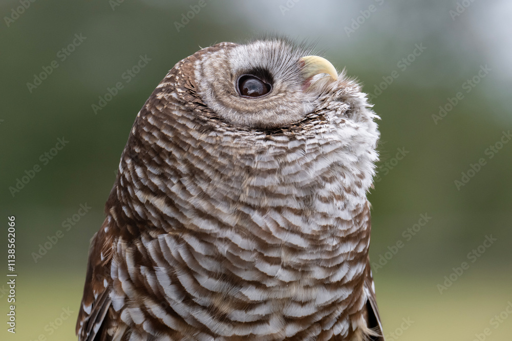 Fototapeta premium Barred Owl looking up while hooting