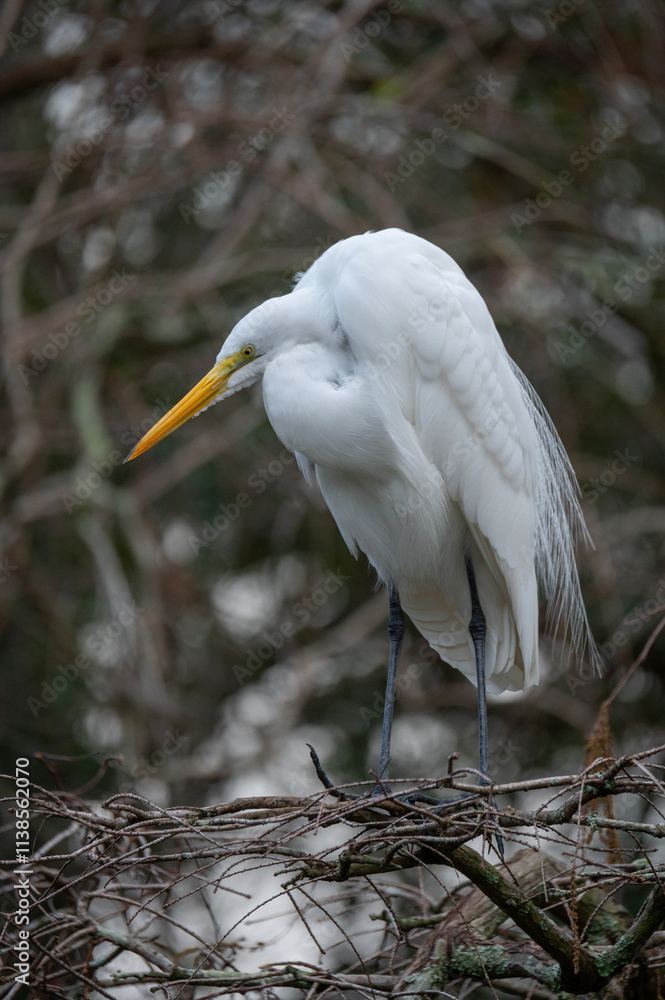 Great White Egret standing on tree branch Great White Egret standing on tree branch