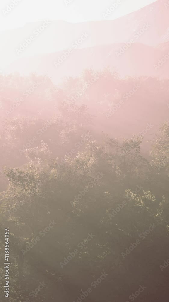 Fog in a forest at aerial view Fog in a forest at aerial view