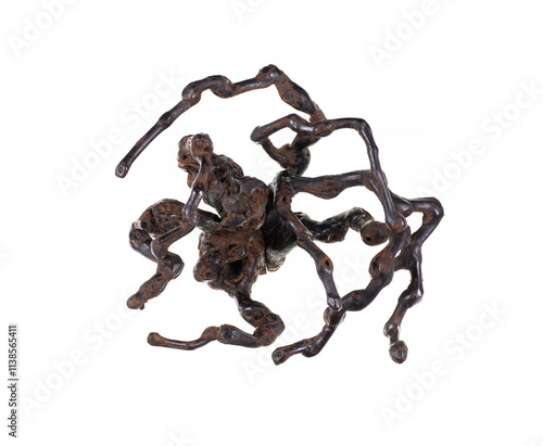 dry twisted tree branches isolated on white background