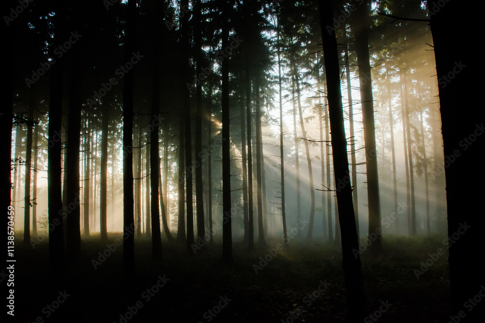 Obraz premium sunrise in the woods