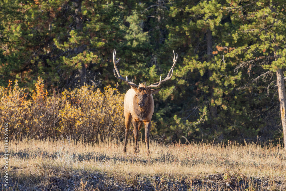Bull Elk During the Rut in Autumn in Wyoming Bull Elk During the Rut in Autumn in Wyoming