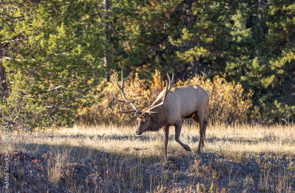 Bull Elk During the Rut in Autumn in Wyoming Bull Elk During the Rut in Autumn in Wyoming