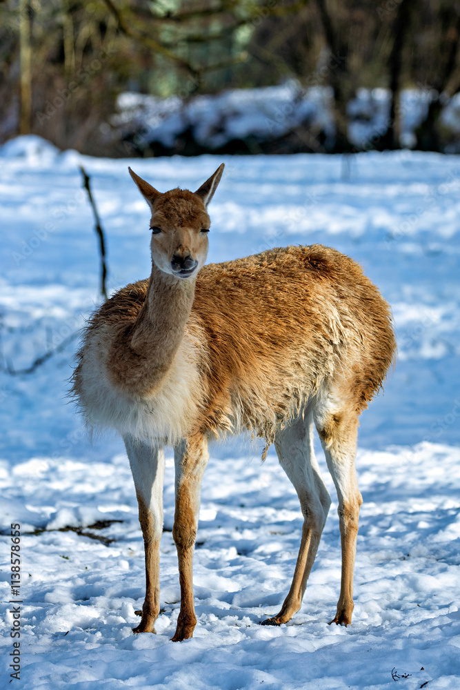 Vicuna (Vicugna vicugna), commonly found in the high Andes of South America Vicuna (Vicugna vicugna), commonly found in the high Andes of South America