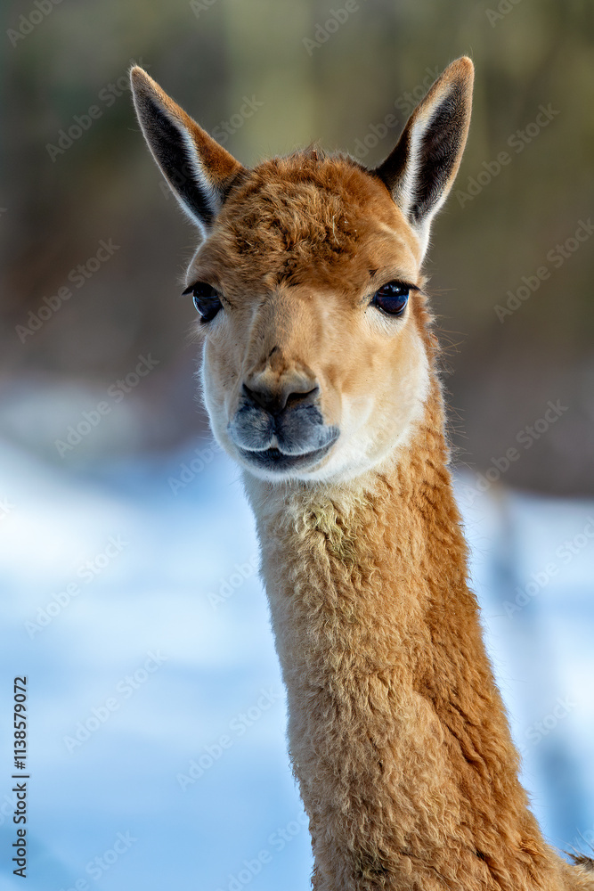 Vicuna (Vicugna vicugna), commonly found in the high Andes of South America Vicuna (Vicugna vicugna), commonly found in the high Andes of South America
