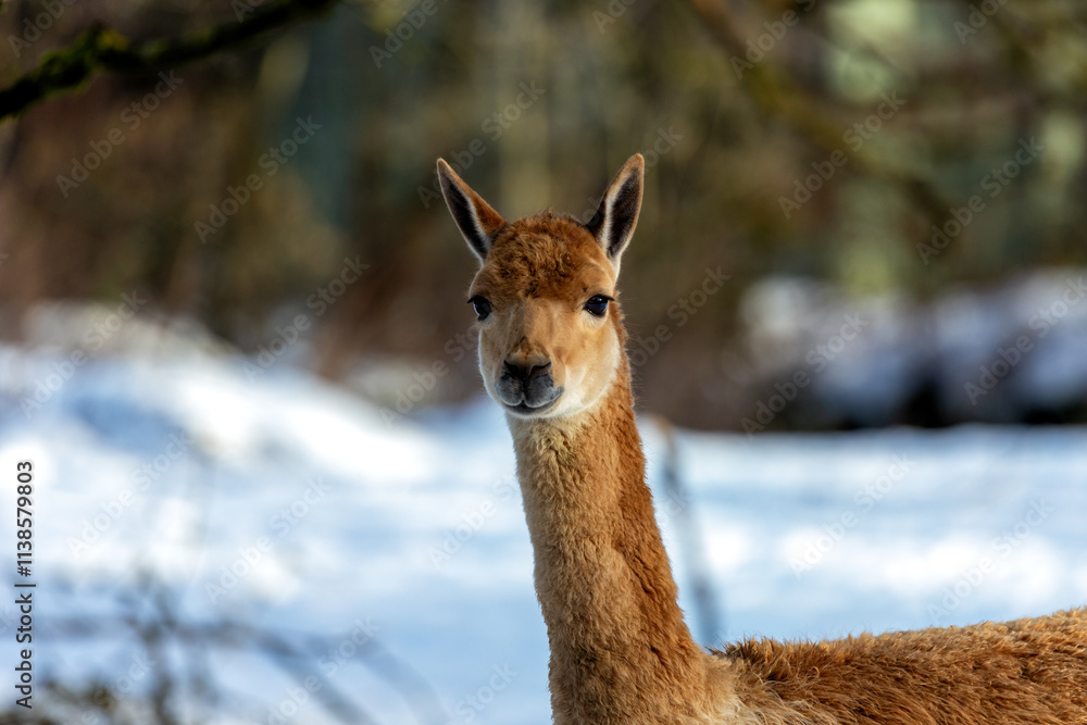Vicuna (Vicugna vicugna), commonly found in the high Andes of South America Vicuna (Vicugna vicugna), commonly found in the high Andes of South America