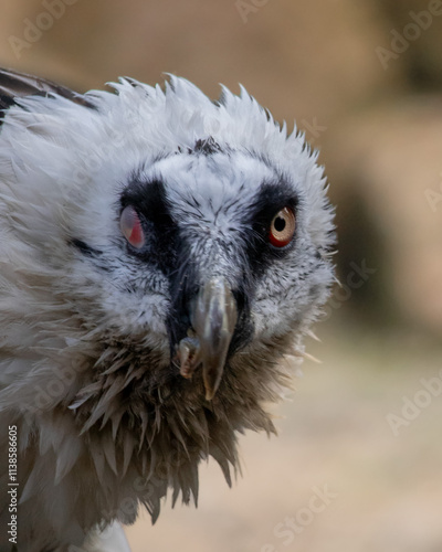 Beared vulture portrait in the mountains