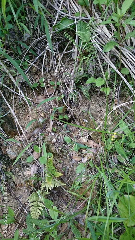 1368)Request for the removal of a nest of northern giant hornets on the slope behind a house(Photo taken at 17:29 on may 16, 2017) 1368)Request for the removal of a nest of northern giant hornets on the slope behind a house(Photo taken at 17:29 on may 16, 2017)