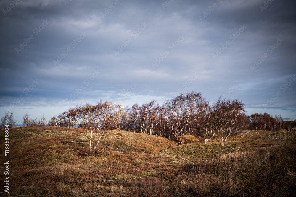 landscape with trees and clouds landscape with trees and clouds