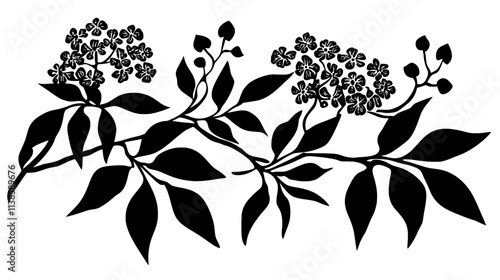 Elderflower clusters on branches ready for harvest, Vectorized Plant Art