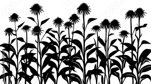 Echinacea plants growing in rows in a herb garden, Vectorized Plant Art