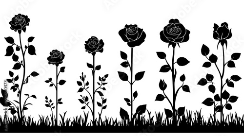 A garden filled with blooming old garden roses in different growth stages, Vectorized Plant Art