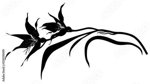 Fully opened ghost orchid with long spur visible, Vectorized Plant Art