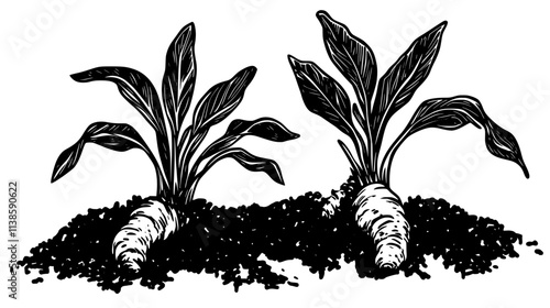 Ginger rhizomes partially exposed in soil, Vectorized Plant Art