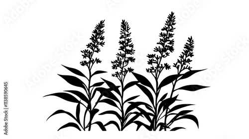 Goldenrod stands with plumes of tiny flowers, Vectorized Plant Art
