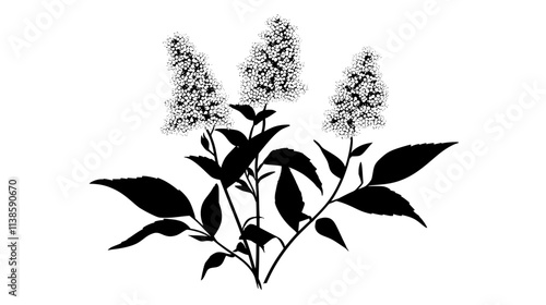 Goldenrod stands with plumes of tiny flowers, Vectorized Plant Art