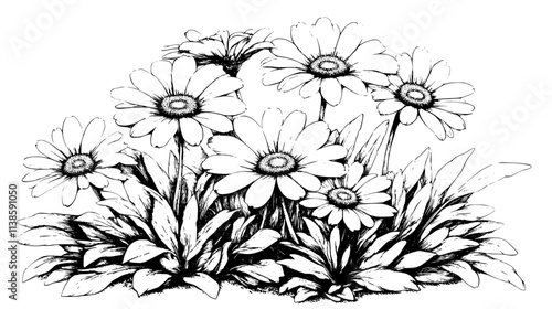 Shasta daisies blooming in a suburban backyard garden, Vectorized Plant Art