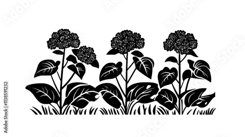 Hydrangea bushes with flower heads in a nursery field, Vectorized Plant Art