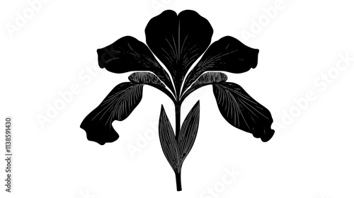 Iris flower with three upright petals and three drooping sepals, Vectorized Plant Art