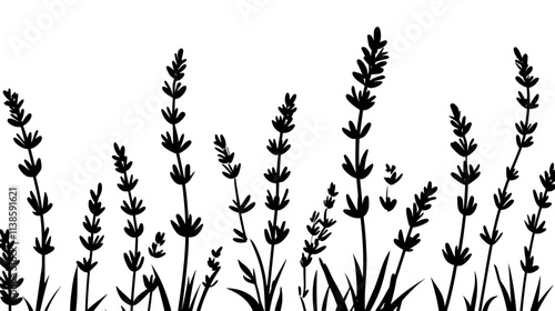 Lavender plants with long stems and flower spikes in a field, Vectorized Plant Art