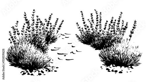 Lavender plants lining a gravel pathway in a herb garden, Vectorized Plant Art