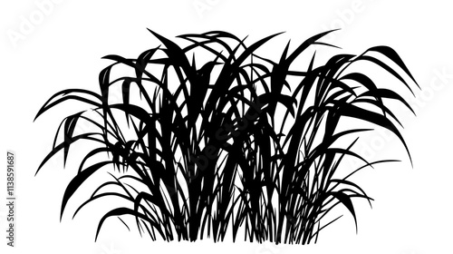 Lemongrass plants with long, blade-like leaves in a garden, Vectorized Plant Art