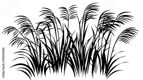 Tall Miscanthus grass growing for biomass energy production, Vectorized Plant Art