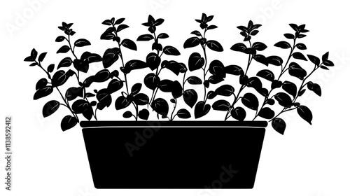 Oregano stems with leaves in terracotta pot outdoors, Vectorized Plant Art