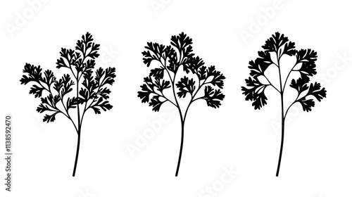 Parsley plant with curly or flat leaves growing in neat rows in a garden bed, Vectorized Plant Art