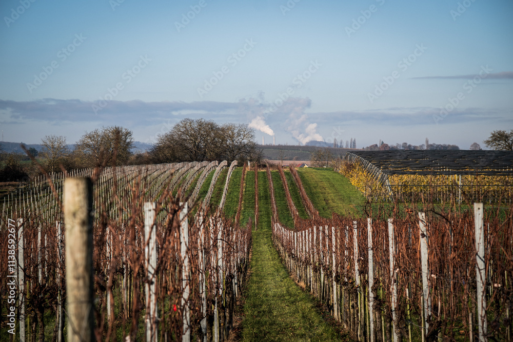 Fototapeta premium vineyard in autumn
