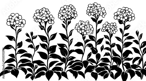 Phlox plants covered in clusters of flowers in a border, Vectorized Plant Art