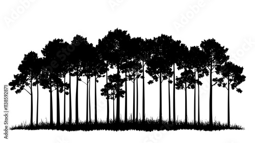 Pine forest with straight trunks in a commercial plantation for timber, Vectorized Plant Art