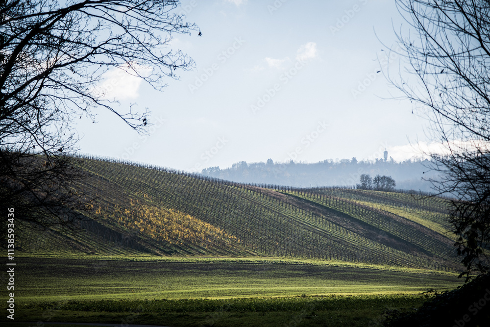 vineyards in autumn vineyards in autumn