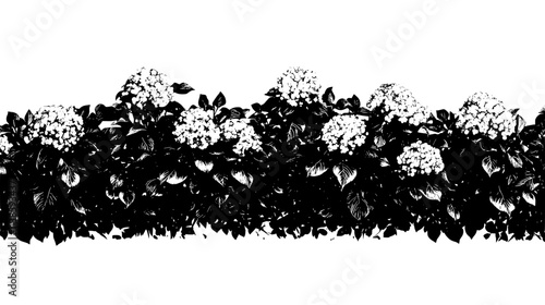 A row of panicle hydrangeas growing in a shaded outdoor flowerbed, Vectorized Plant Art