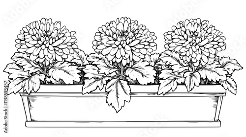 A row of single chrysanthemums planted neatly in an outdoor flower bed, Vectorized Plant Art