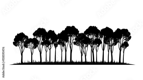 Rubber trees with tapping cuts on trunks, Vectorized Plant Art