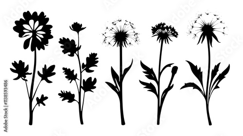 Russian dandelion plants with milky sap in leaves, Vectorized Plant Art