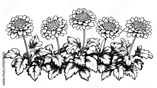 Several anemone chrysanthemums blooming in a well-maintained garden bed, Vectorized Plant Art