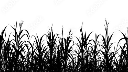 Switchgrass field stretching to the horizon for ethanol production, Vectorized Plant Art