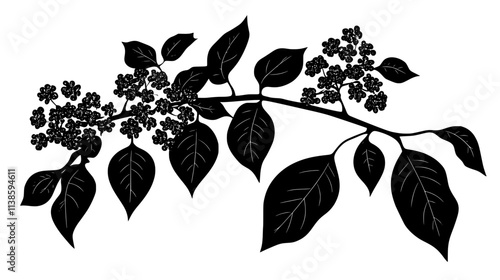 Viburnum with opposite leaves and clusters of small flowers, Vectorized Plant Art