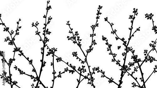 Witch hazel blooming on bare branches in winter, Vectorized Plant Art